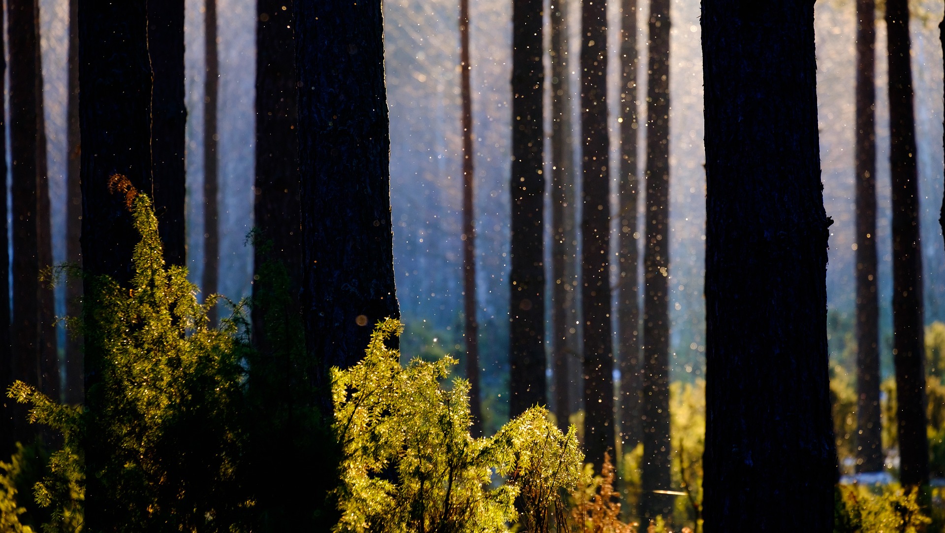 Las w promieniach słońca. Pnie wysokich drzew, pomiędzy nimi zielone, liściaste rośliny.